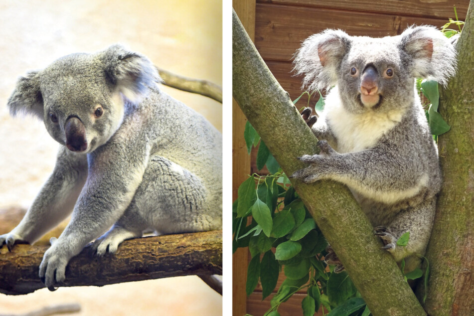 Nach vergeblichem Sex-Urlaub: Klappt's bei Koala-Lady Sydney jetzt mit Mullaya?