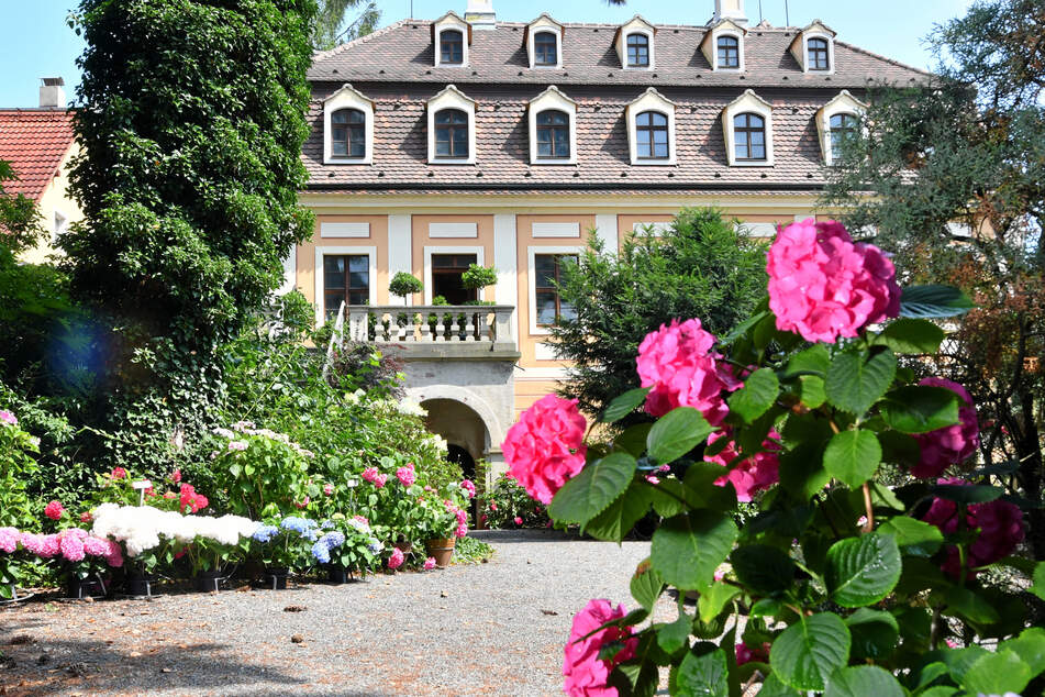Im Park des Landschaftsschlosses Zuschendorf stehen die Hortensien in voller Blüte.