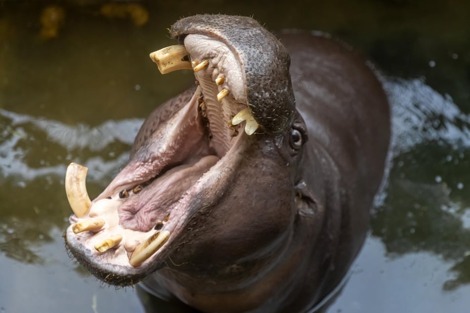 Zwergflusspferd-Männchen Bingo ist eines der hungrigsten Tiere im Zoo.