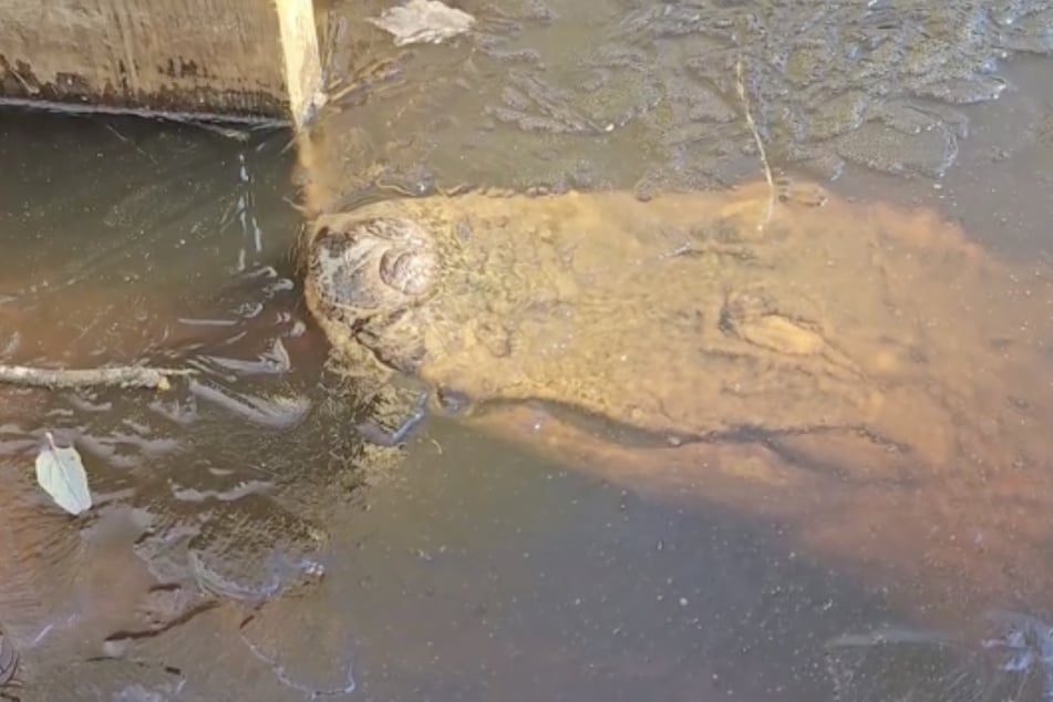 Mehr als etwas Luft und zwischendrin einen Schluck Wasser brauchen Alligatoren im Winter nicht, um zu überleben.