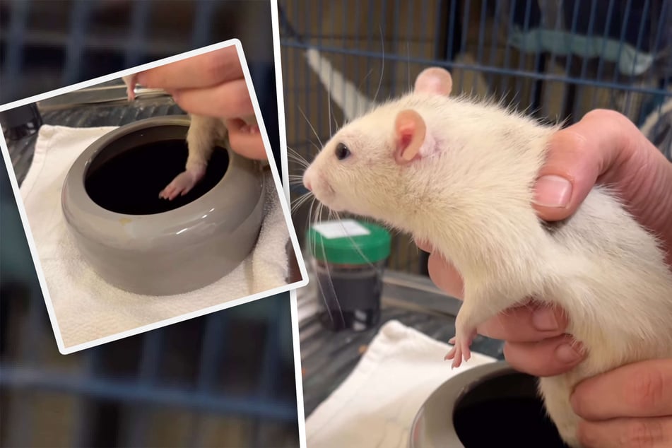 Ratte braucht wegen übler Verletzung Spezial-Behandlung: "Ziemlich hinüber"