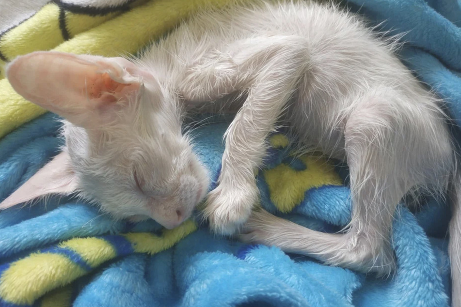 This little cat had to be rubbed down with coconut oil to get the glue off her skin!