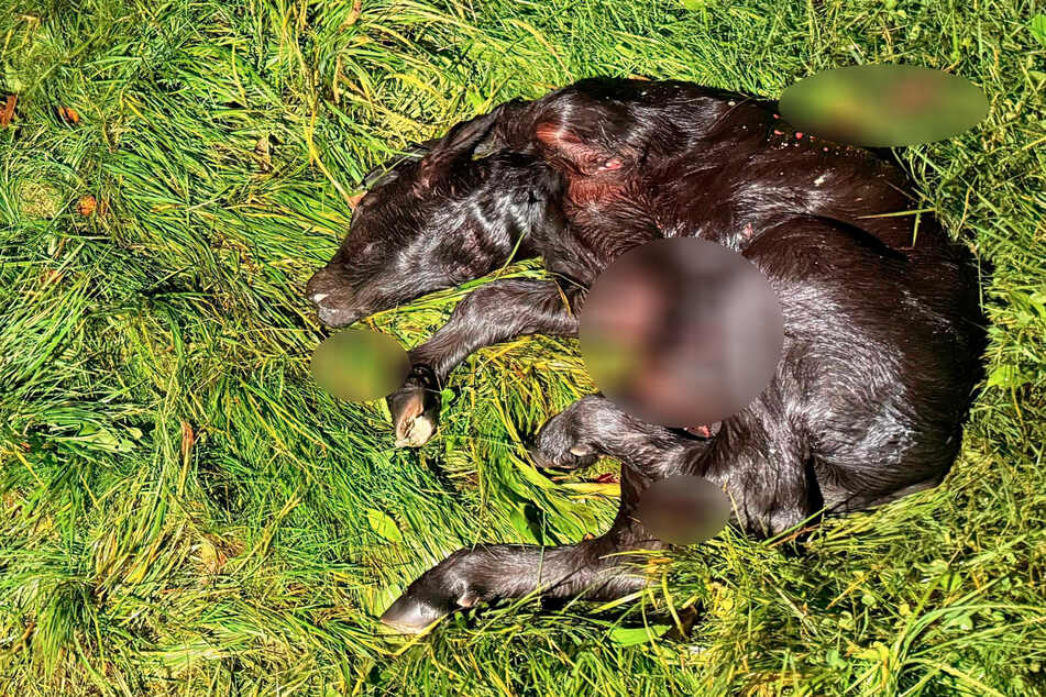 Im Oktober 2025 wurde dieses rund 60 kg schwere Wasserbüffelkalb bei Neustadt in der Sächsischen Schweiz von Wölfen erlegt.