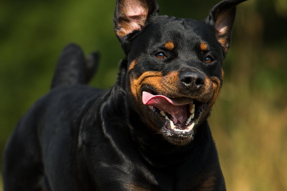 Einen Rottweiler soll Dirk als "Waffe" eingesetzt haben. (Symbolfoto)