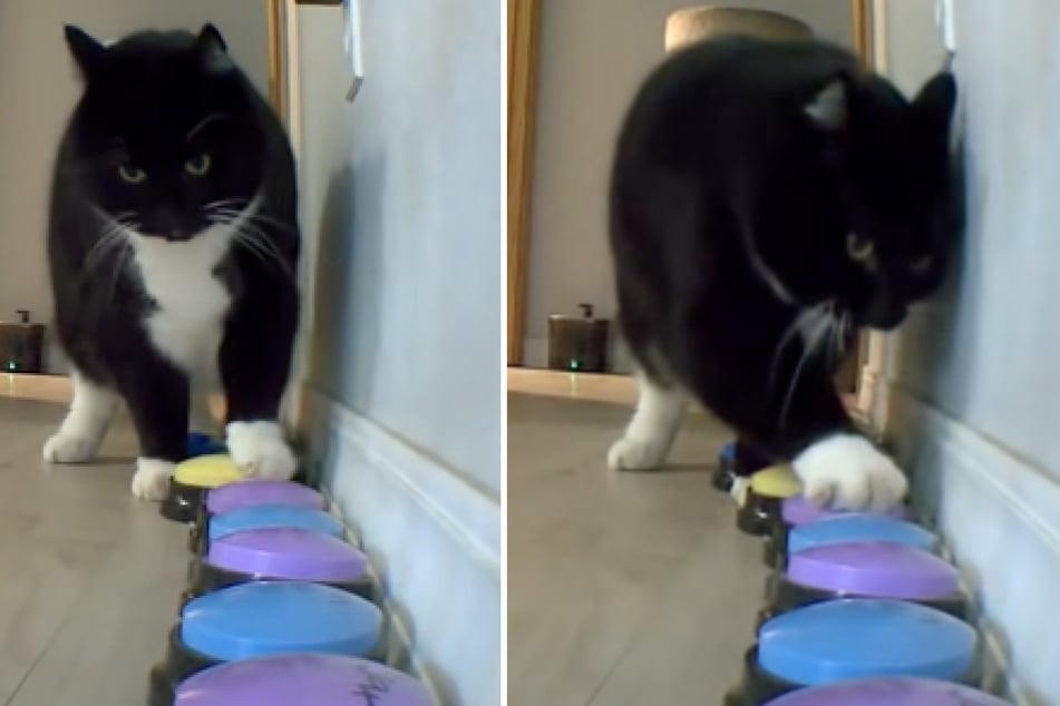 Frau macht während Homeoffice Musik an: Was ihr Kater dann entscheidet, macht sprachlos