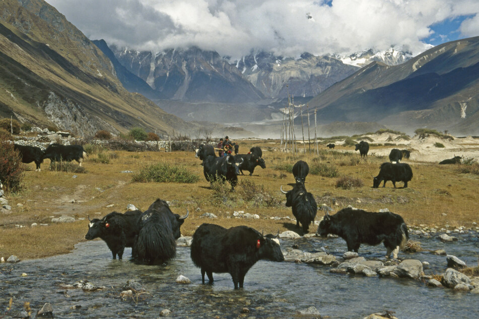 Die duldsamen Yaks finden selbst im kargen Gebirge noch Nahrung. Sie liefern den Nomaden Fleisch, Milch und Fell.