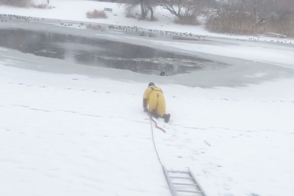 The firefighter carefully approached the helpless dog in the water.