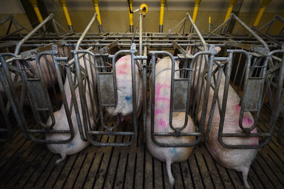 Beengt in Boxen sitzen Sauen in einem Schweinestall auf dem Spaltenboden. Oft sind die Tiere mit Antibiotika vollgestopft. Das Fleisch landet dann auf unseren Tellern, die Antibiotika werden beim Verzehr mit aufgenommen.