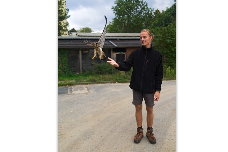 Rasmus Sellien (20), Freiwilligendienstleistender, bei einer Turmfalken-Auswilderung.