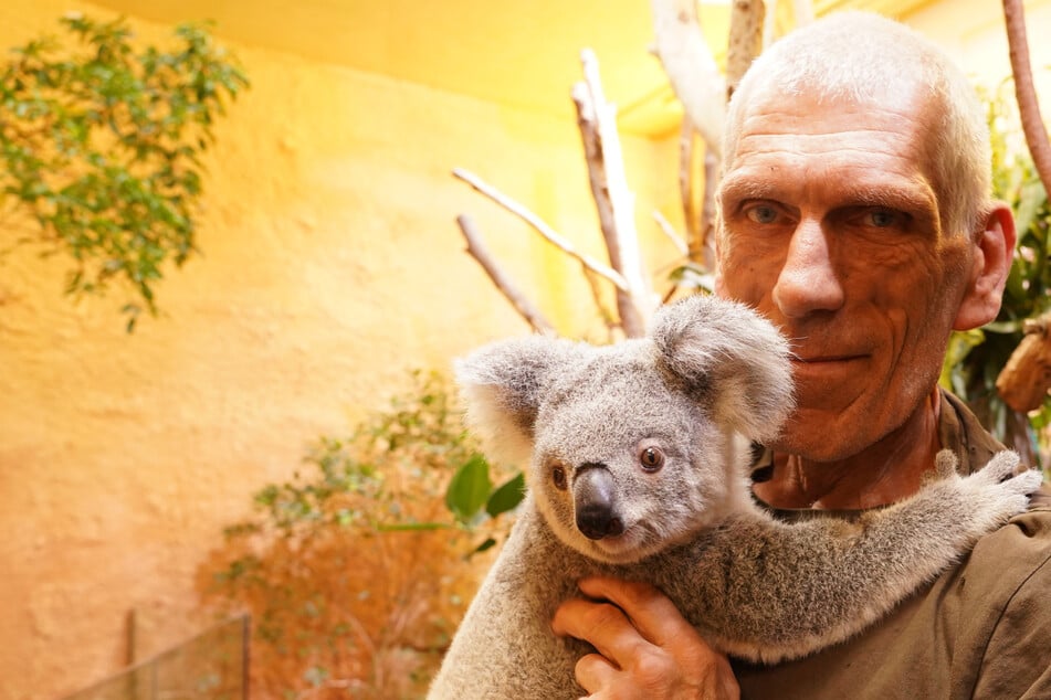 Dresdner Zoo verabschiedet sich von Koala-Weibchen "Kiri", doch das ist noch nicht alles