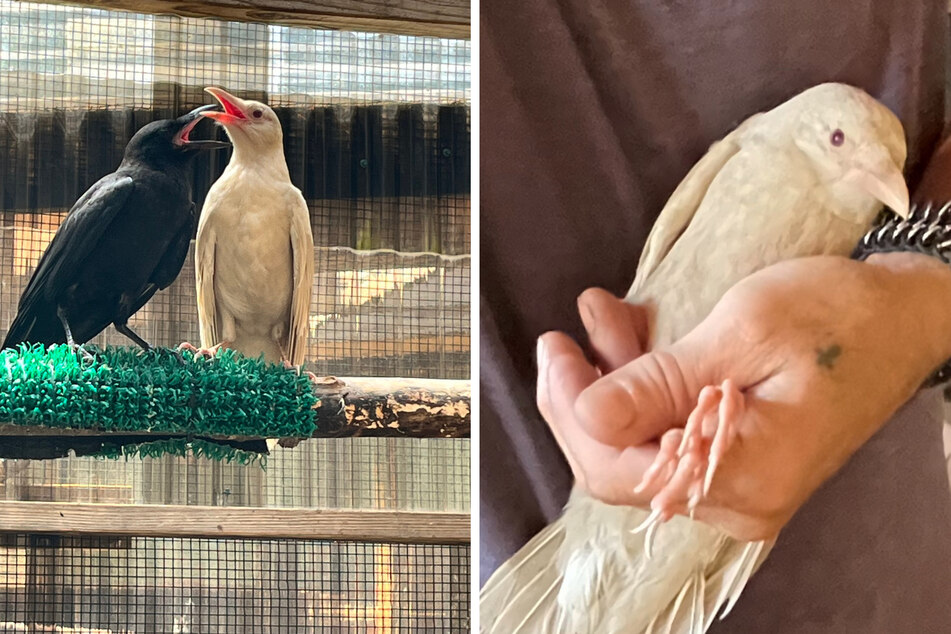 Pfleger nehmen Vogel auf: Dann wird ihnen klar, um was für ein besonderes Tier es sich handelt