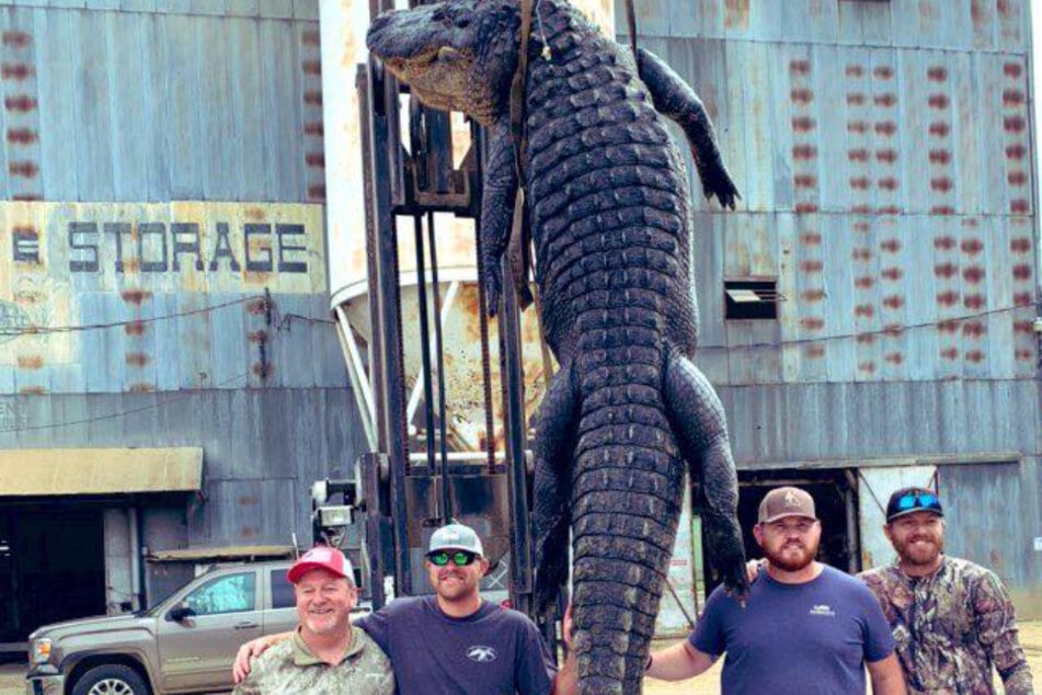 Riesenalligator zieht vier Männer zwei Stunden lang hinter sich her!