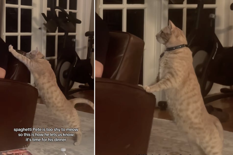 Shy cat who doesn't meow comes up with an ingenious workaround