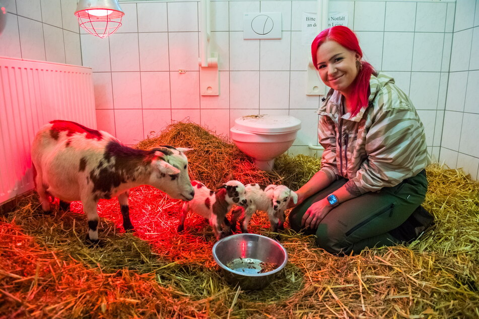 Zwergziegen-Mama "Frosty" genießt mit "Gerda" und "Kay" die Pflege von Sabrina Fröhlich (25) im zum Stall umfunktionierten Behinderten-WC.