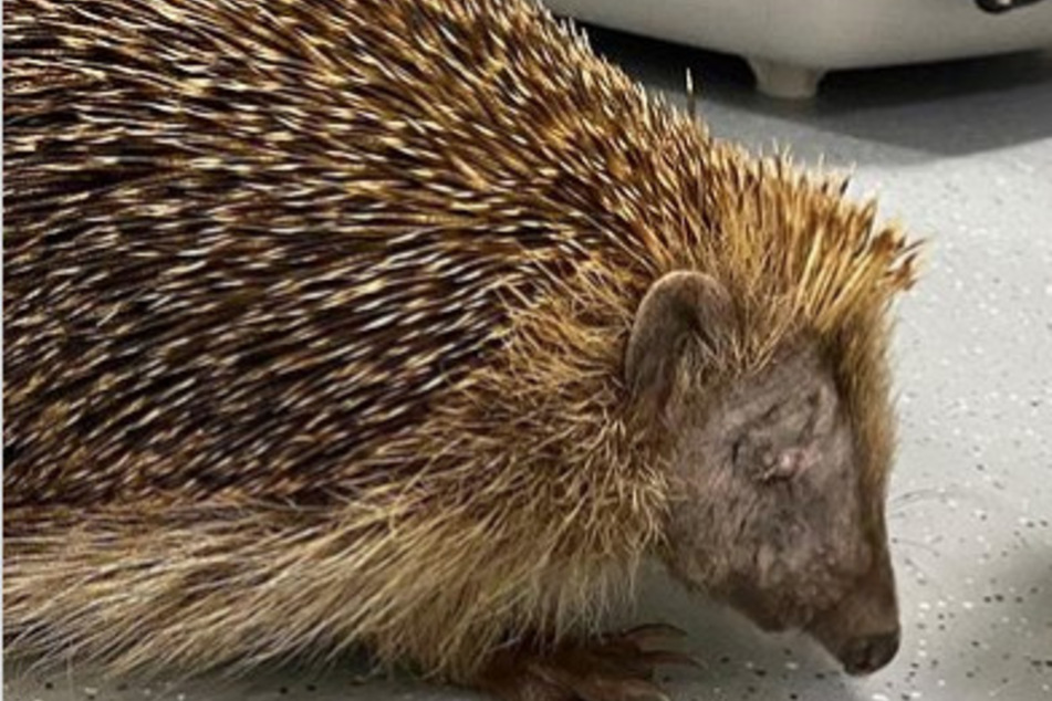 Der Igel im Tierheim Bergheim verlor offenbar durch einen Mähroboter ein Auge.