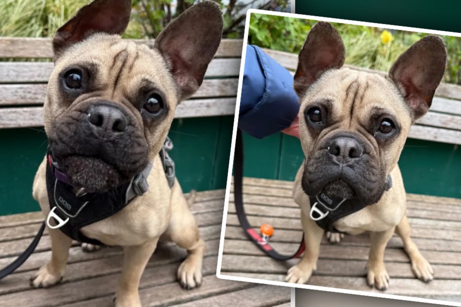 Nach verkorkstem Start ins Leben: Kleine Bulldogge sucht ihr großes Glück