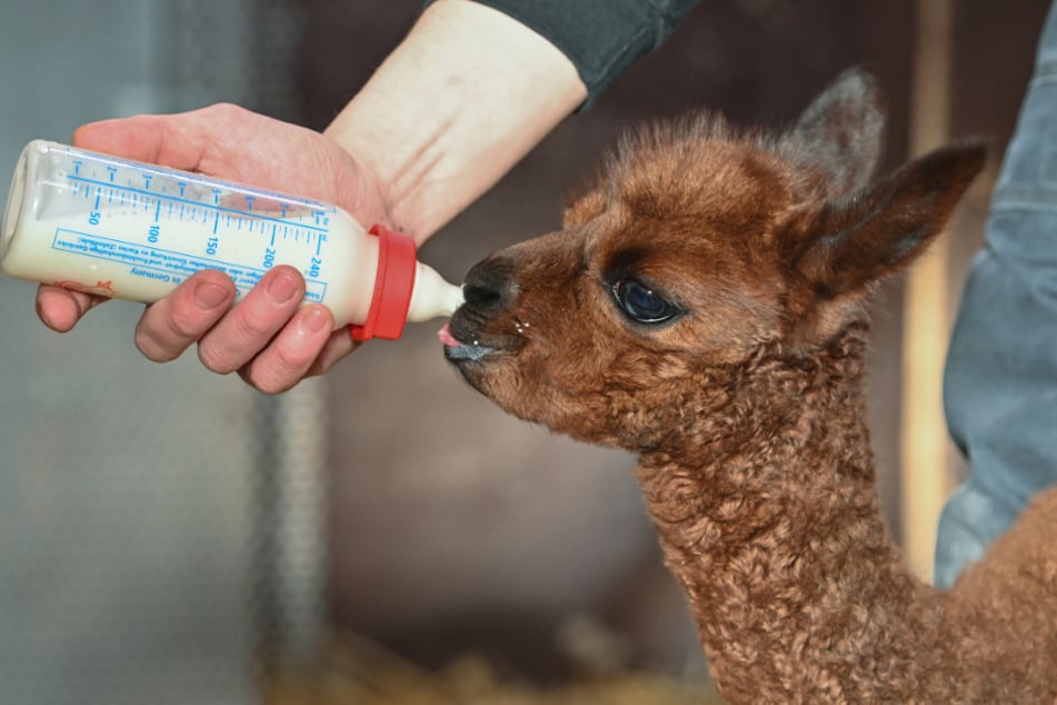 Ein junges Alpaka wird mit einer Nuckelflasche im Zoo Eberswalde gefüttert.