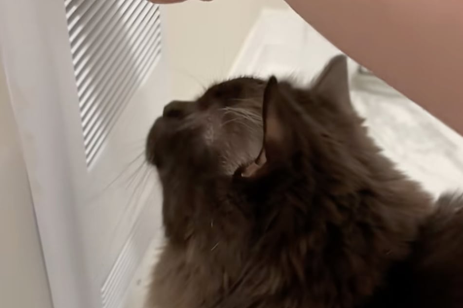 Der Kater wollte nichts weiter, als sich von warmer Luft anpusten zu lassen.