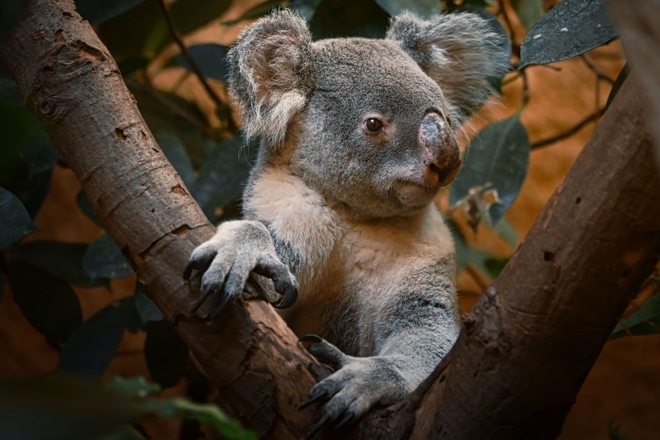 Koala-Männchen "Mullaya" (†14) musste im Dresdner Zoo eingeschläfert werden.
