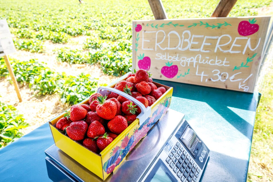 Die Kilopreise für selbstgepflückte Erdbeeren schwanken. (Symbolbild)