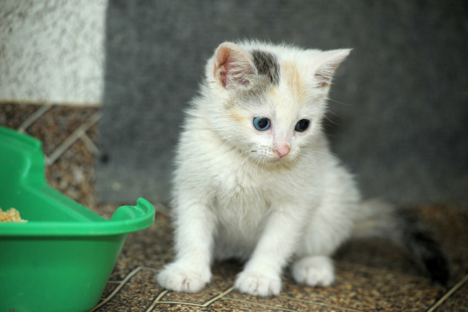 Das Katzenbaby konnte aus seiner misslichen Lage gerettet werden. (Symbolbild)