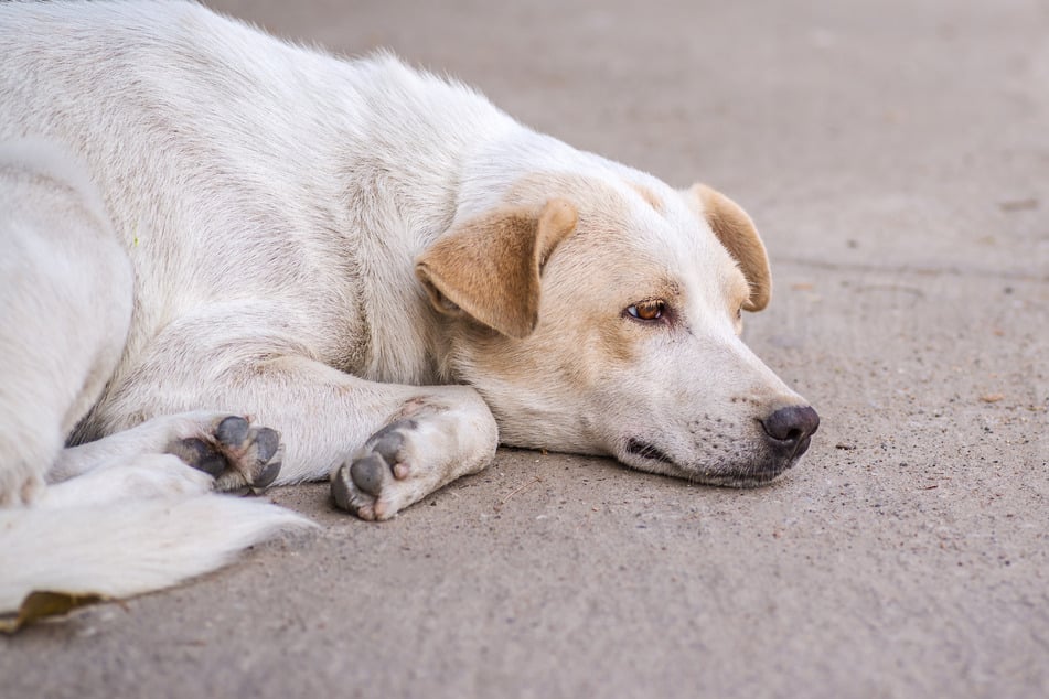 Der zurückgelassene Hund konnte wieder in die Obhut der Besitzer gegeben werden. (Symbolbild)