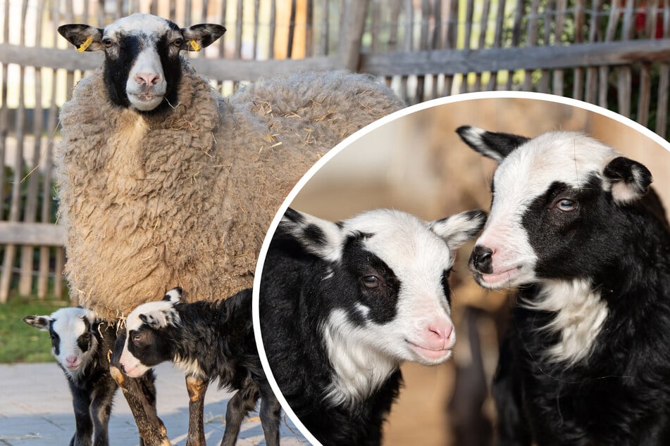 Dreifaches Baby-Glück in Stuttgart: Wilhelma freut sich über diesen putzigen Nachwuchs