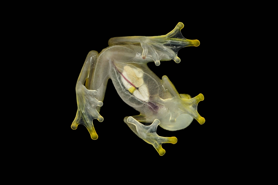 The way glassfrogs pack and unpack red blood cells into a small space on a daily basis can have important implications for future human treatments.