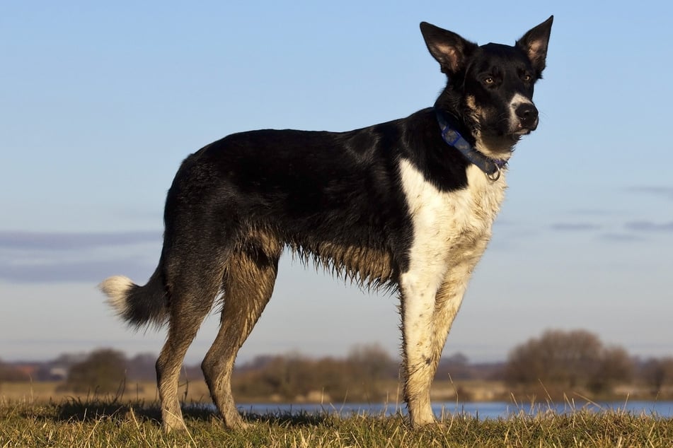 Schock am See: Hund beißt zu! Frau landet im Krankenhaus