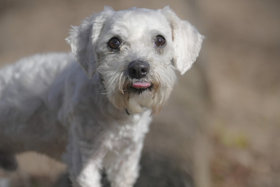 Malteser-Rüde Puffy sucht ein Zuhause ohne Kinder.