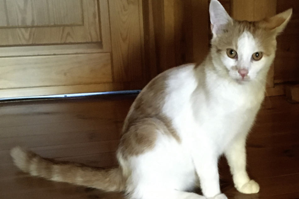 Kater "Moritz" wurde von Unbekannten angeschossen.