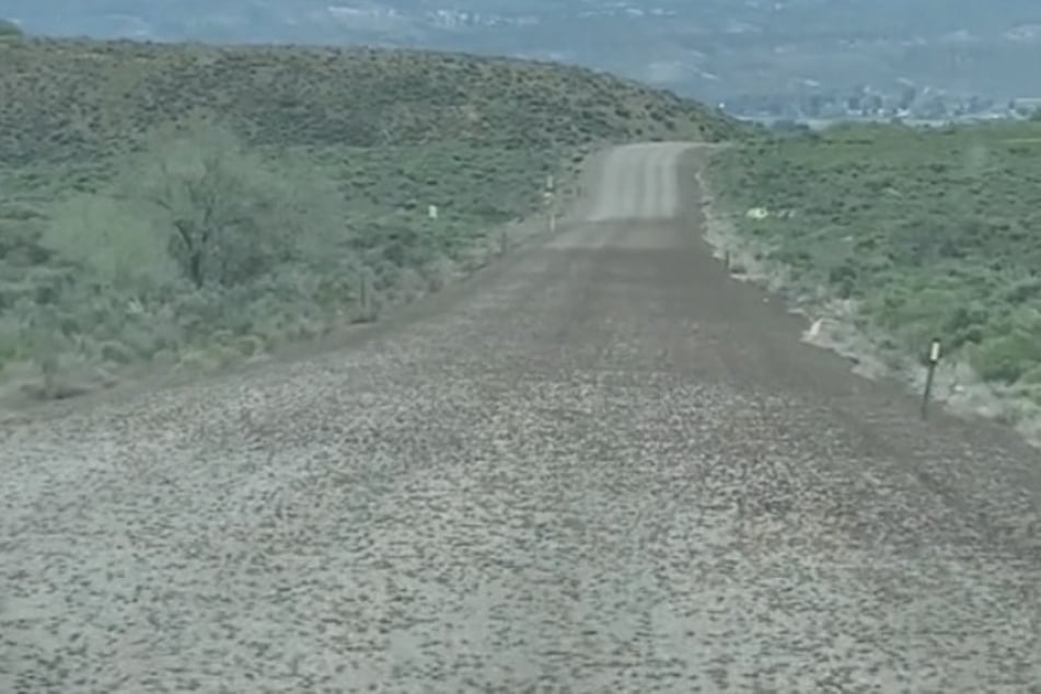 Mormon crickets have taken over the town of Elko in Nevada, covering roads and houses, and even blocking hospital access.