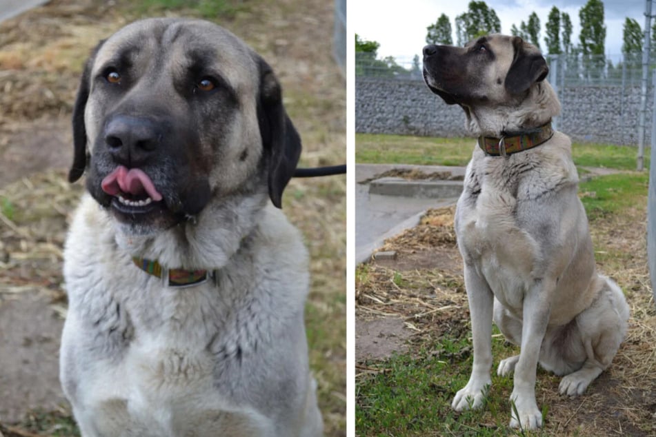 Kangal Bo (6) aus dem Berliner Tierheim möchte von erfahrenen Menschen adoptiert werden.