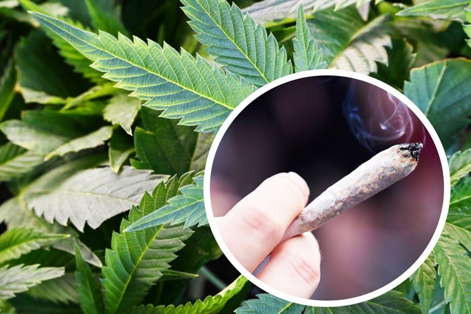 Cannabis-Modellprojekt in Frankfurt von Bundesbehörde ausgebremst