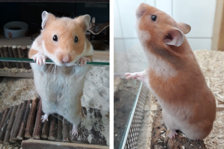 Aurora ist eine neugierige Hamster-Dame, die endlich in ihr Für-immer-Zuhause ziehen möchte.