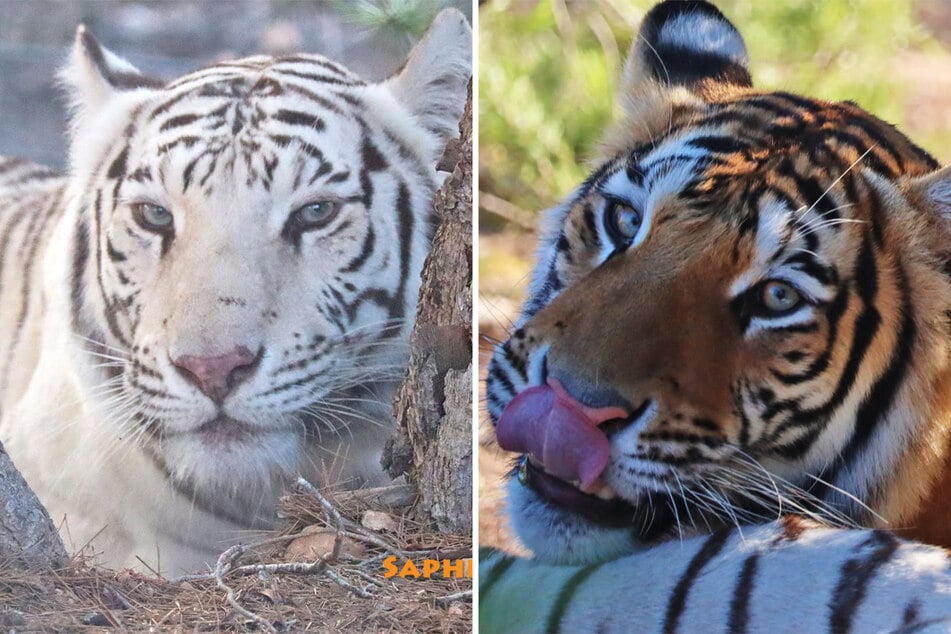 Die Tierschutzorganisation "AAP" teilte auch Einzelfotos der Tiere. Hier zu sehen sind Saphira (l.) und Simbi (r.).