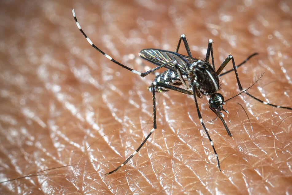 A person in New Hampshire has died after contracting the rare mosquito-borne eastern equine encephalitis (EEE) virus, health authorities announced Tuesday.