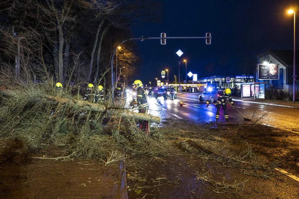 Entwurzelt! Ein Nadelbaum flog auf die Leipziger Straße. Die Feuerwehr musste den umgestürzten Baum entfernen.
