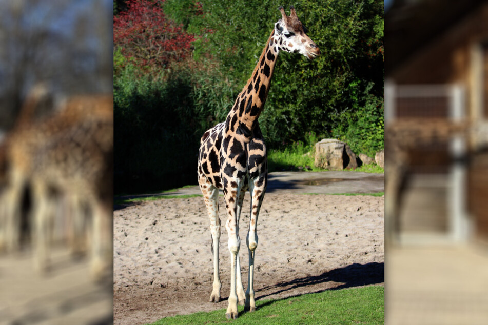 Der Leipziger Zoo musste sich am Mittwochmorgen von Giraffenkuh Ashanti (†22) verabschieden.