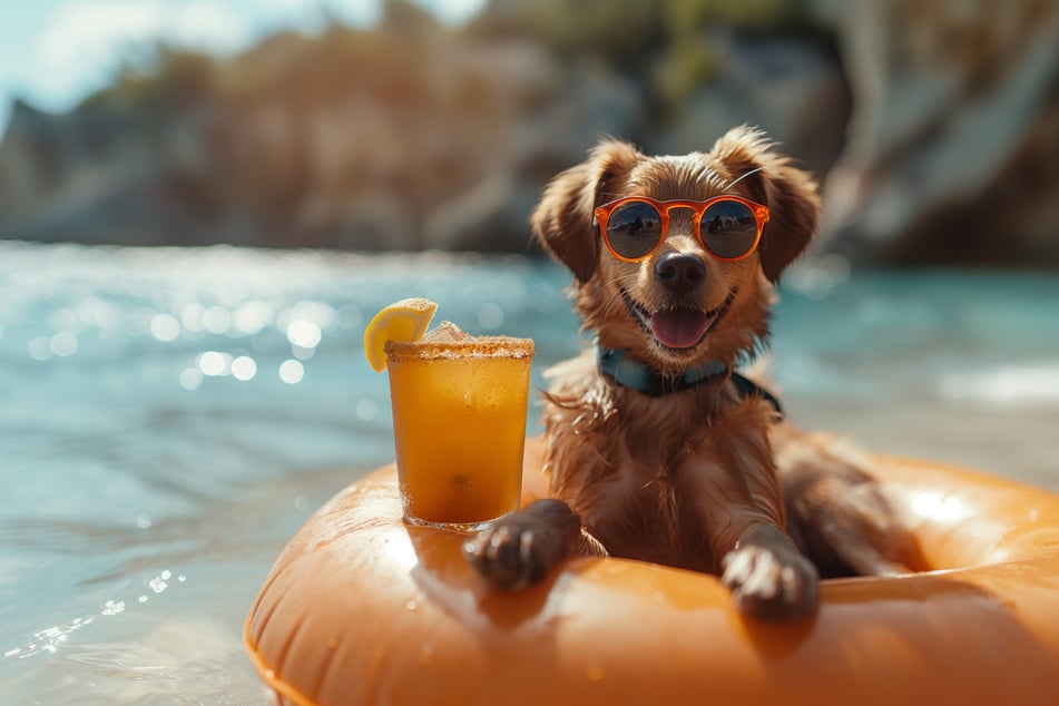 Versüße Dir mit einem lustigen Hunde-Witz den Tag.