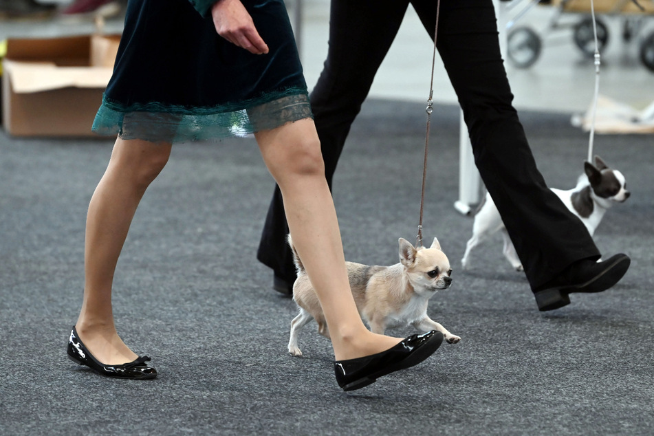 Auf den Hund gekommen: 18.000 Besucher bei Haustiermesse "Tierisch gut"