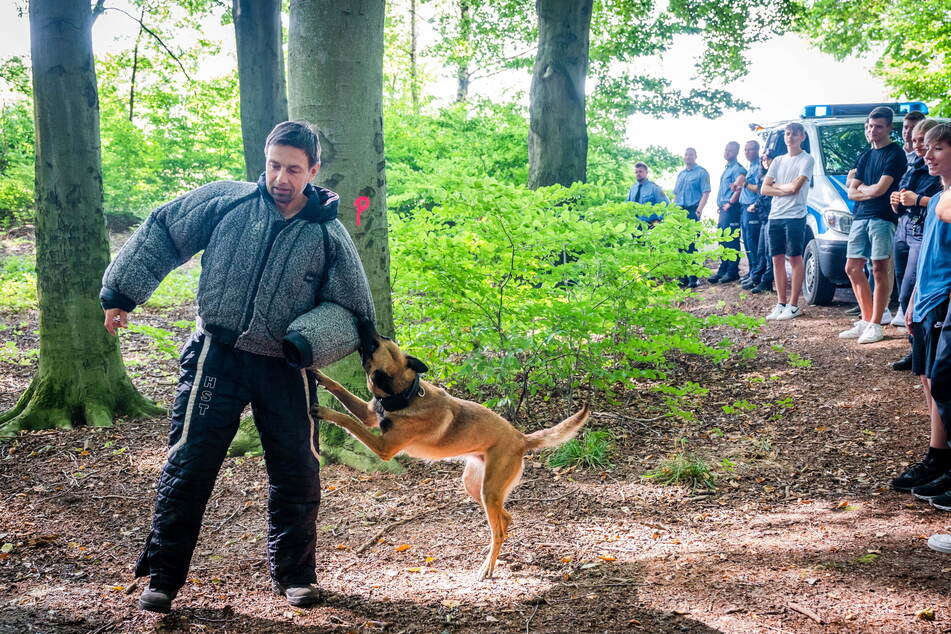 Bissfest: Auf Kommando lässt Malinois-Hündin Kiwi (2) nicht mehr von Gert Reichel (50), Helfer im Schutzdienst, ab.