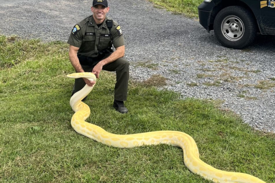 Die Tigerpython Mango wurde in einem zu kleinen Gehege gehalten.