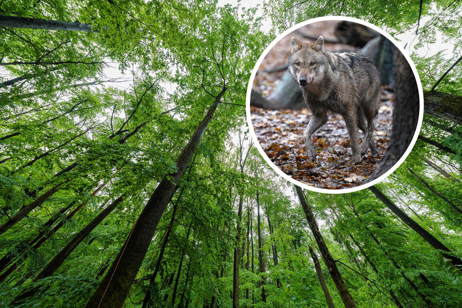 Reguläre Jagd auf Wölfe? Das sagt der NABU Thüringen