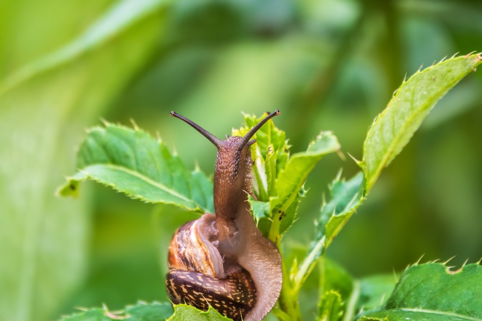 Schnecken fressen nicht nur Löcher in Blätter, sondern auch Knospen und Triebe.