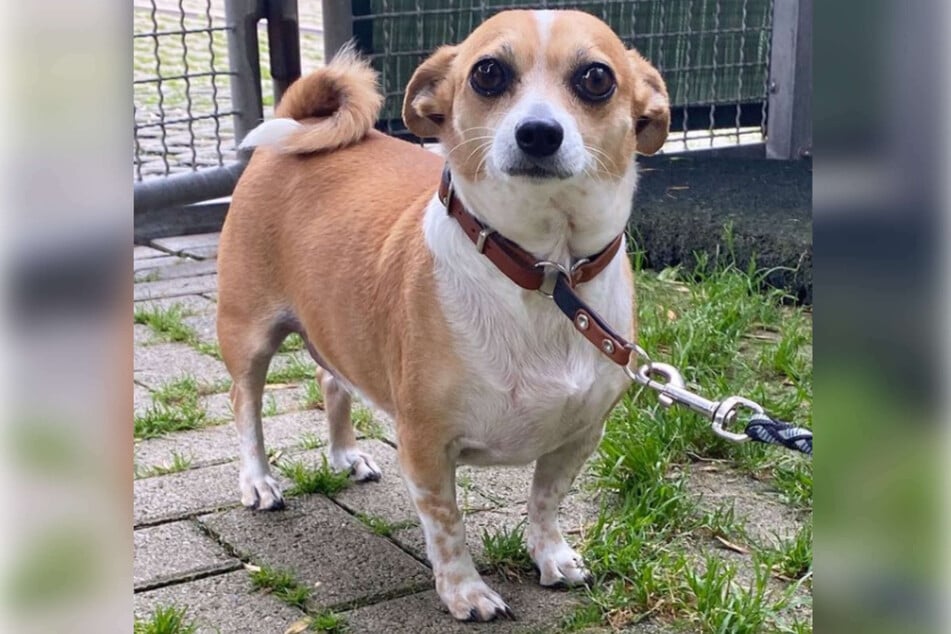 Hund "Carlo" wurde im Tierheim abgegeben, weil seine Besitzerin mit ihm überfordert war.