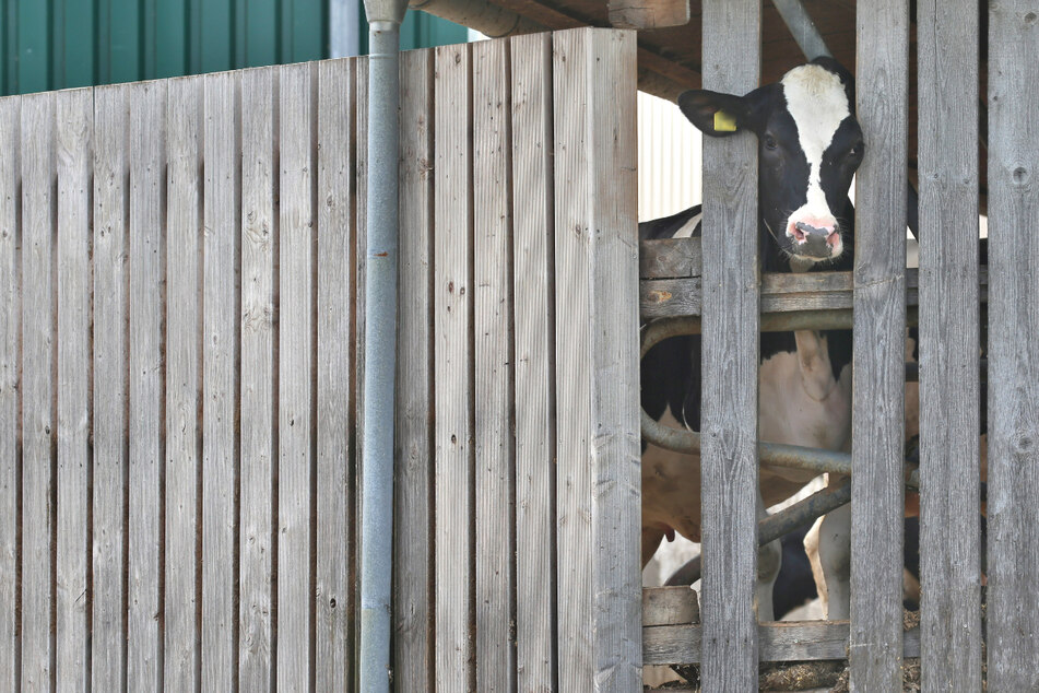 Eine Kuh in einem landwirtschaftlichen Großbetrieb im Allgäu streckt ihren Kopf durch die Holzlatten eines Stalls. Auf mehreren Höfen kam es zu massiven Tierschutzverstößen. (Archiv)