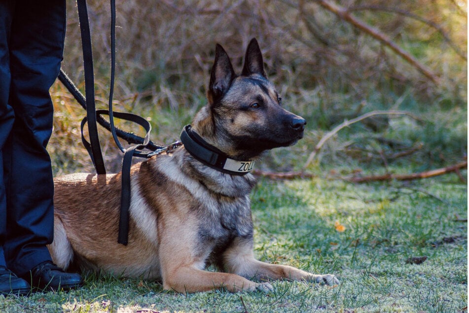 Spürhund "Cracker" hat auf der Rückbank eines Wagens eine größere Menge Amphetamin entdeckt.