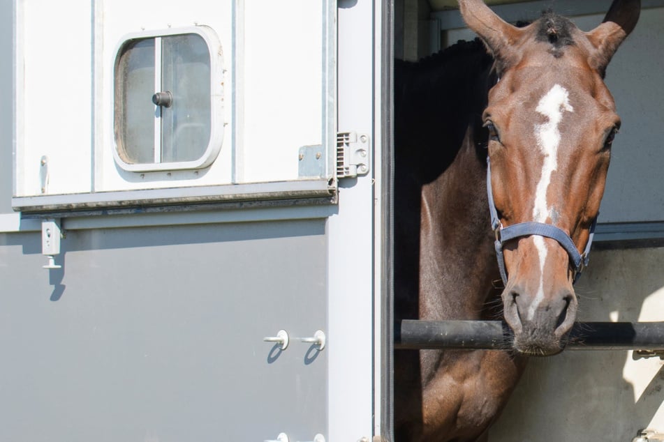 Pferd gerät auf A4 in Not: Feuerwehr und Tierärztin eilen zur Rettung