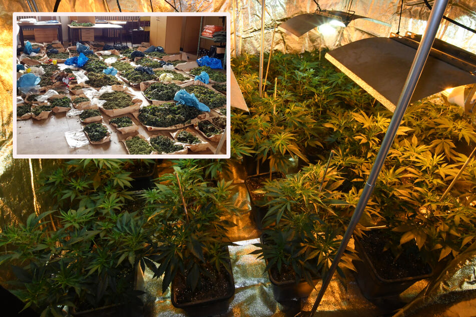 Polizei findet mehrere Hundert Cannabispflanzen: Haftbefehl gegen fünf Beschuldigte